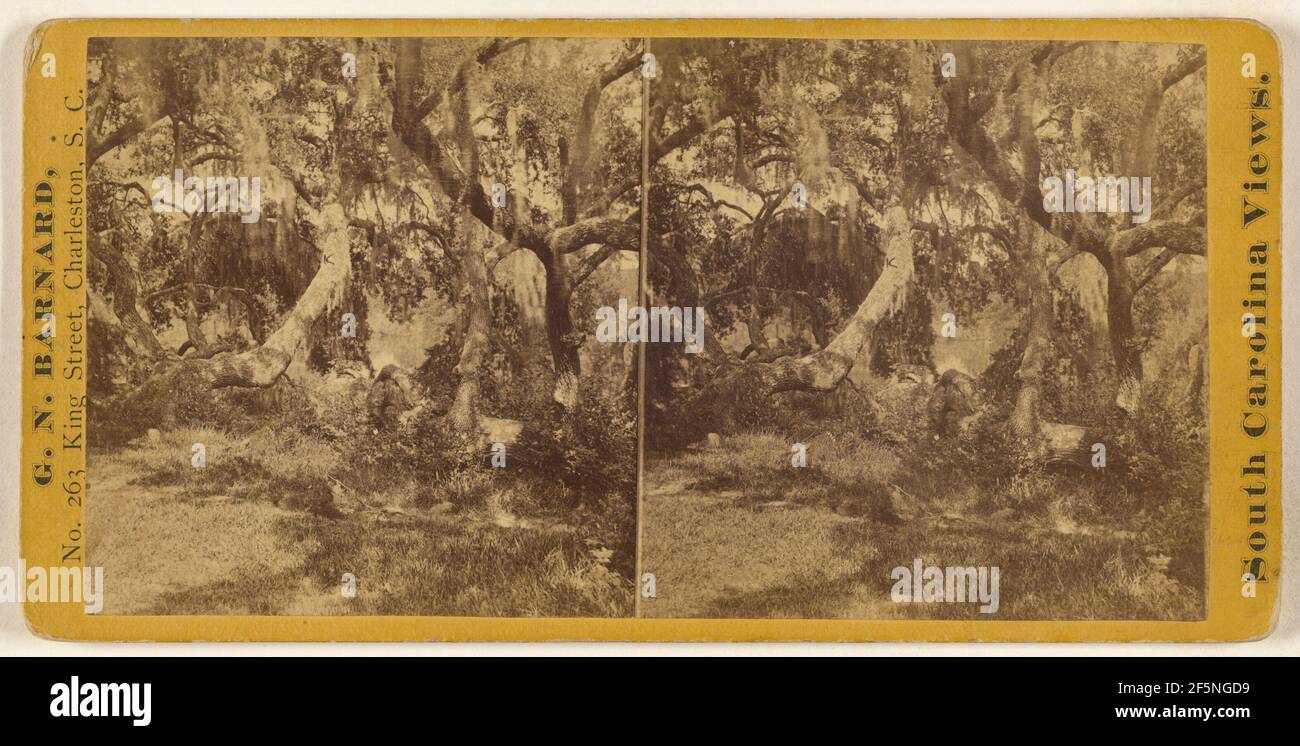 Live Oaks in Magnolia Cemetery, Charleston, S.C. George N. Barnard (americano, 1819 - 1902) Foto Stock