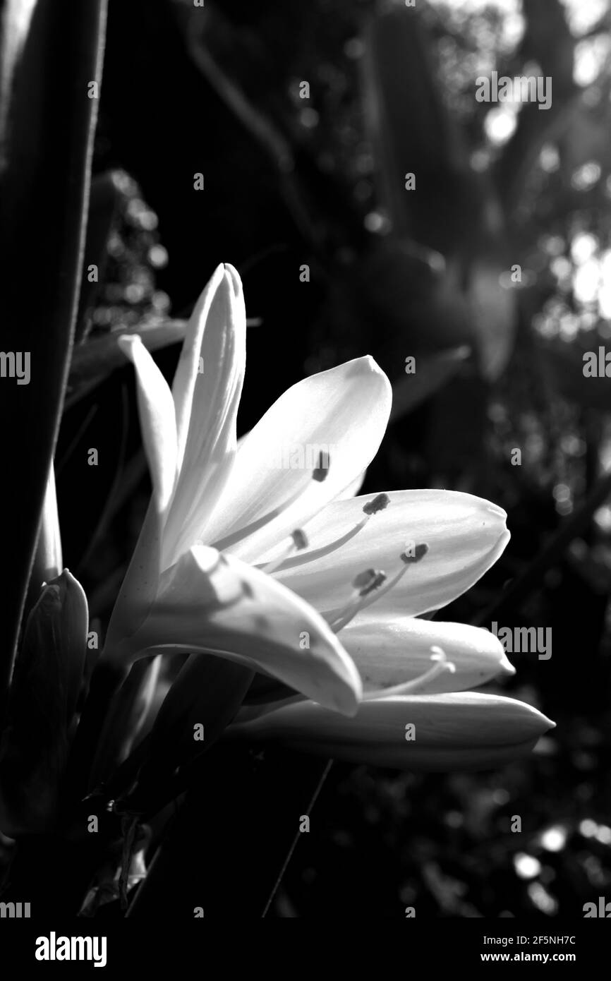 Vista ravvicinata di un singolo fiore di una cricca, Clivia Miniata Citrina, retroilluminato dal sole della mattina presto, fotografato in bianco e nero Foto Stock
