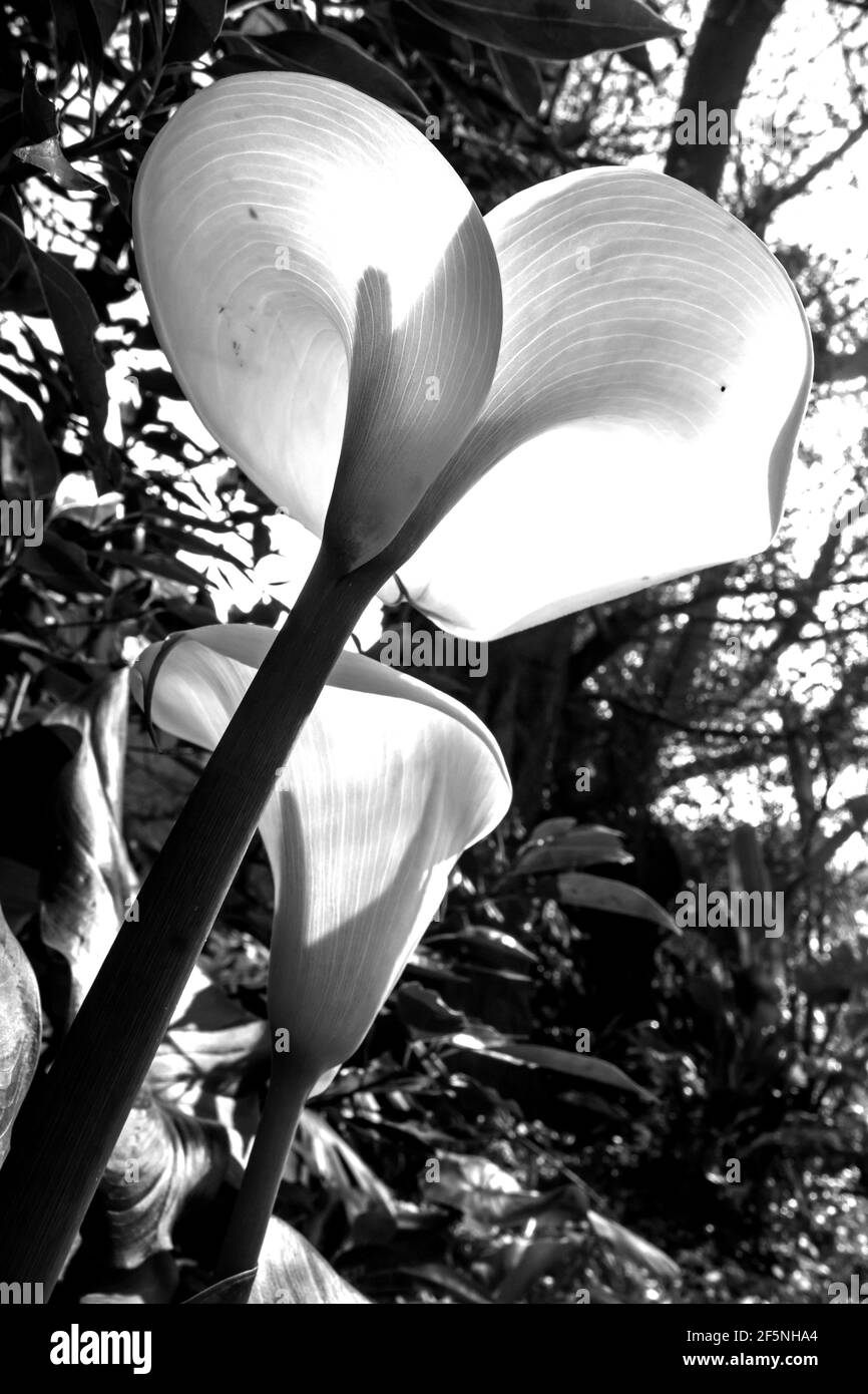 Ninfee bianche di Arum, Zantedeschia aethiopica, endemica del Sud Africa, visto dal basso con la luce solare che li attraversa Foto Stock