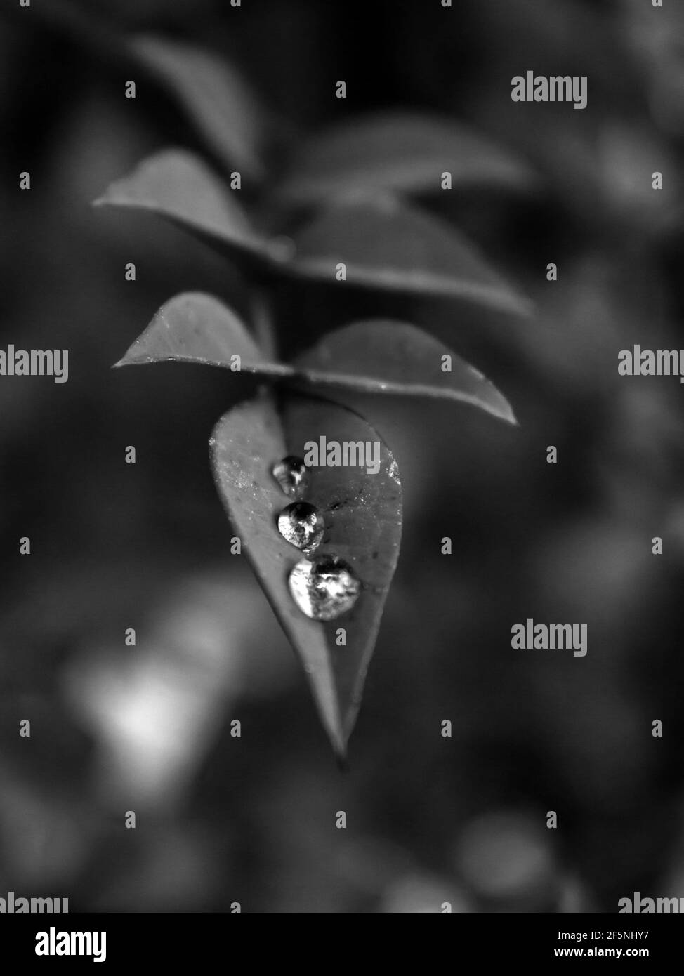 Tre gocce d'acqua su un lascio del bambù sacro nano, Nandina domestica pygmaea, in bianco e nero Foto Stock