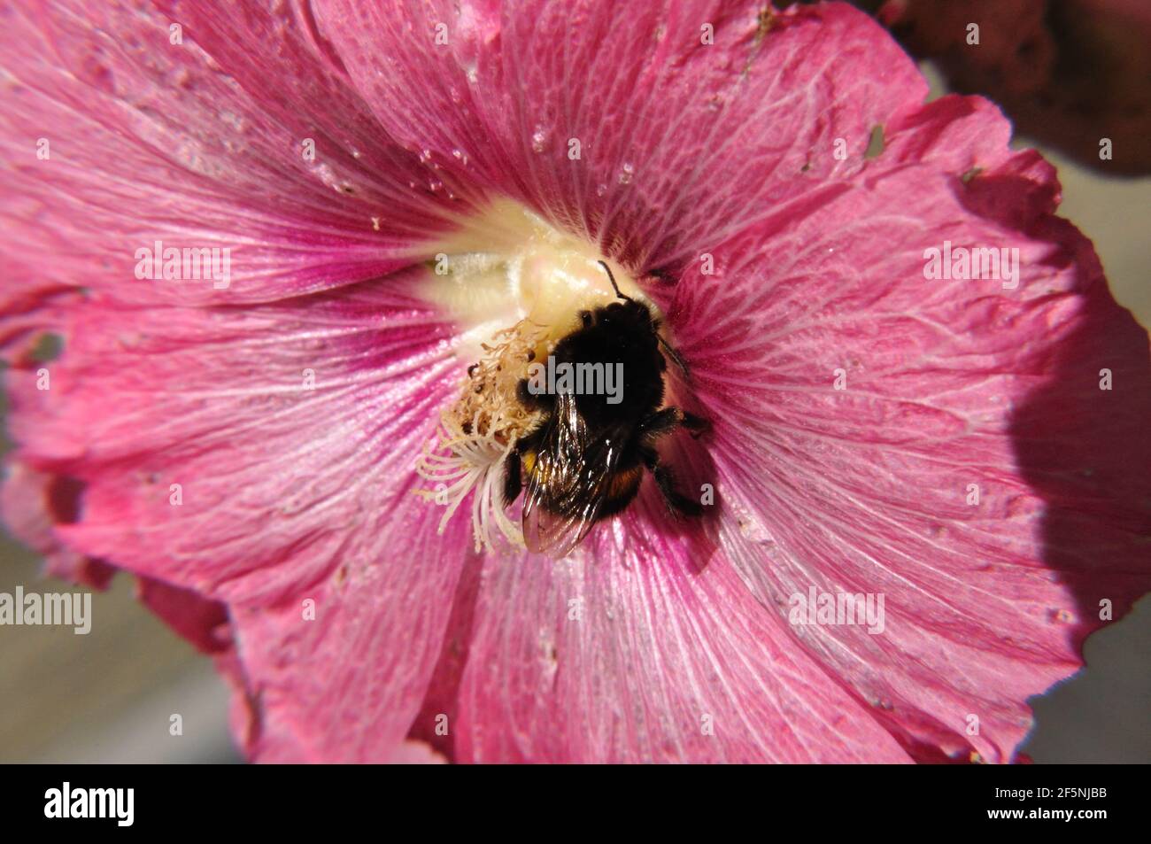 Hummel (Bombus) in rosa Blüte einer Stockrose (Malvaceae). Foto Stock