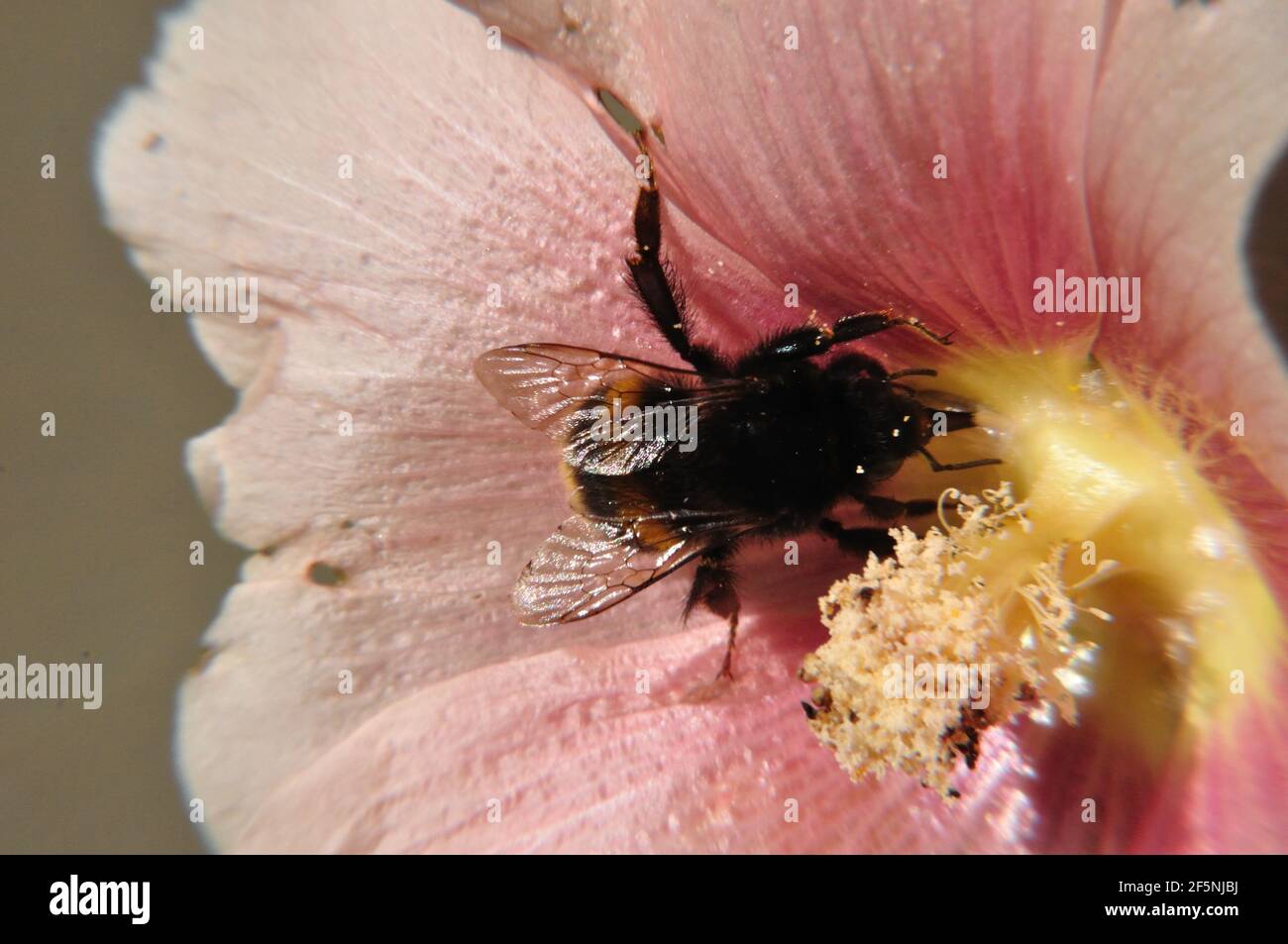 Hummel (Bombus) in rosa Blüte einer Stockrose (Malvaceae). Foto Stock