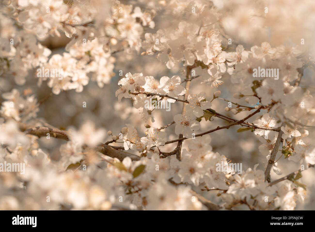 Bellissimo fiore di albero dettaglio con fiori bianchi nel giardino britannico, primavera Foto Stock