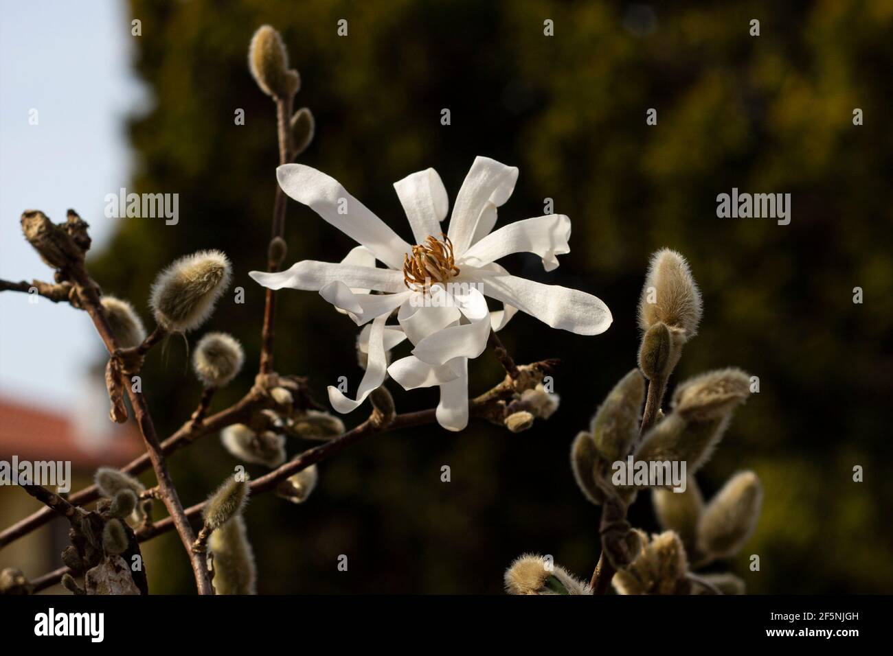 Bellissimo albero fiorito bianco magnolia (Magnolia Kobus). Magnolia stellata -primi fiori di primavera-selettivi fuoco-orizzontale Foto Stock