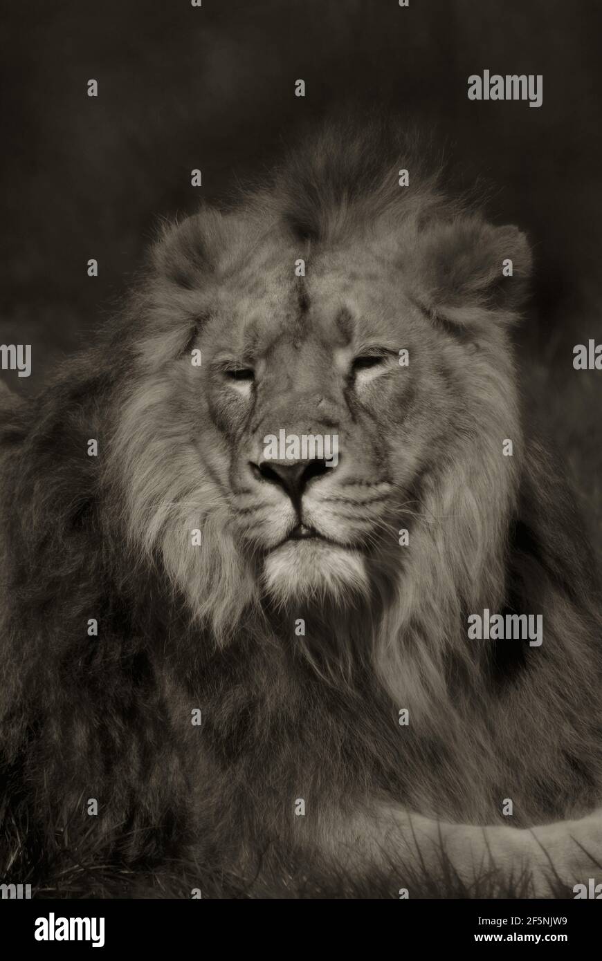 Ritratto in bianco e nero di un bel leone asiatico Foto Stock