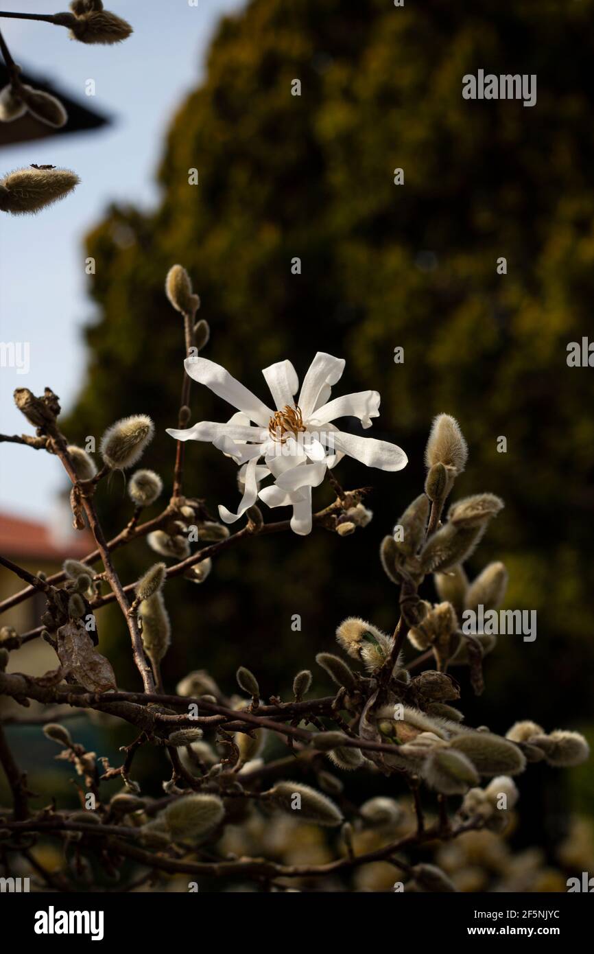 Bellissimo albero fiorito bianco magnolia (Magnolia Kobus). Magnolia stellata -primi fiori primaverili-fuoco selettivo- verticale. Foto Stock