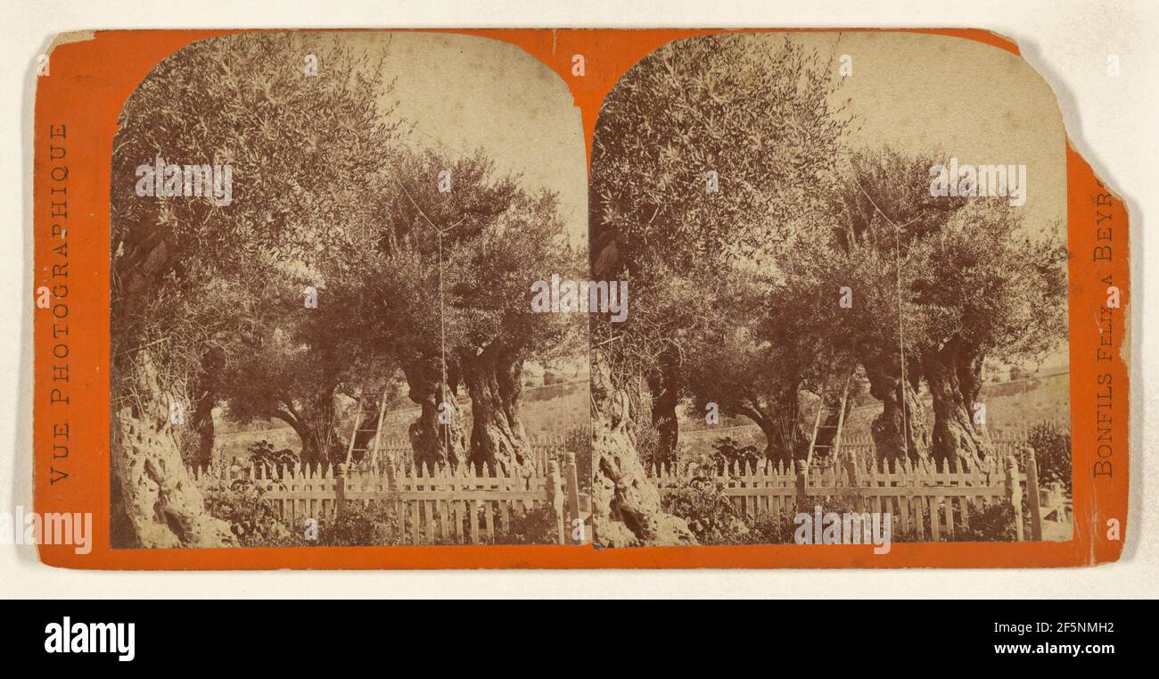 Getsemani. Félix Bonfils (francese, 1831 - 1885) Foto Stock