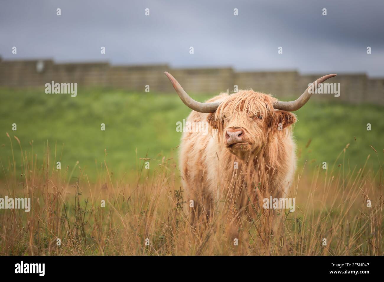 Ritratto di un toro di mucca di montagna gialla al pascolo (bos taurus taurus) o di un coo peloso che fa un volto divertente nelle Highlands scozzesi, Scozia. Foto Stock
