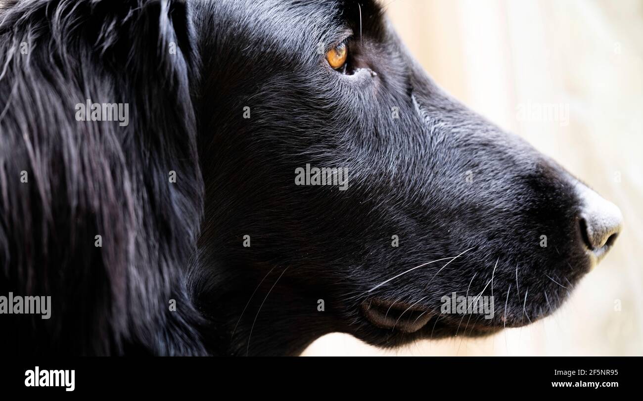 Vista laterale della testa illuminata dal sole di un bellissimo Retriever nero rivestito in piano con occhi marroni su sfondo chiaro. Mettere a fuoco le palpebre e i peli Foto Stock