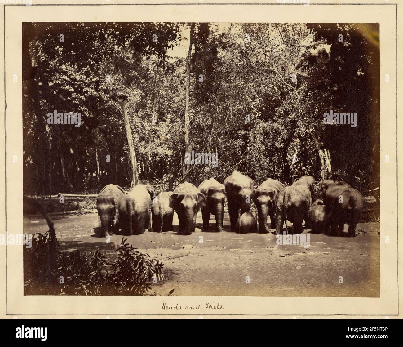 Teste e chiodi. Forse Joseph Lawton (inglese, morto nel 1872) Foto Stock