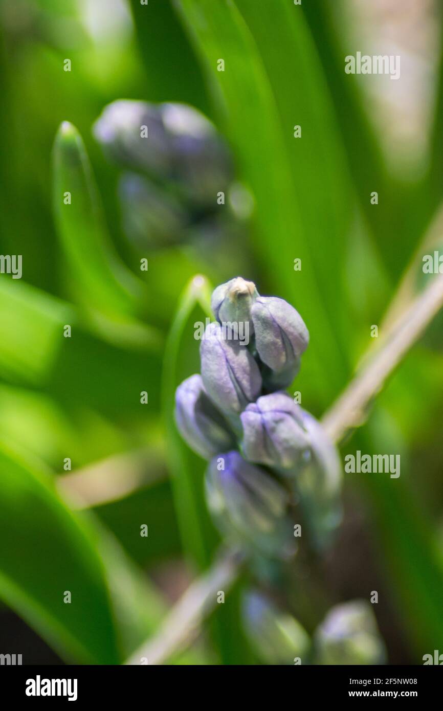 Germogli e germogli chiusi viola in giardino, fiori di Giacinto, foglie verdi di piante e gambo, primo fiore di primavera, bellezza in natura Foto Stock