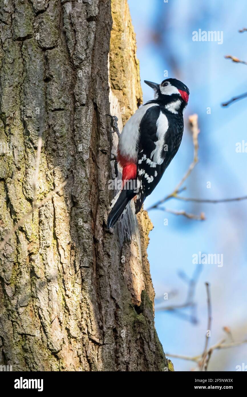 GRET Picchio puntinato maschio in cerca di insetti su albero Foto Stock