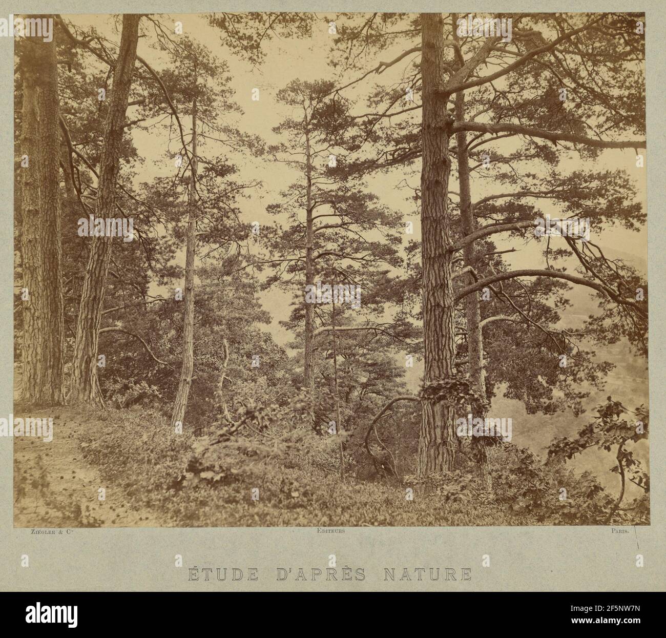 Etude d'Apres natura. E. Ziégler (francese, attivo 1870 anni) Foto Stock