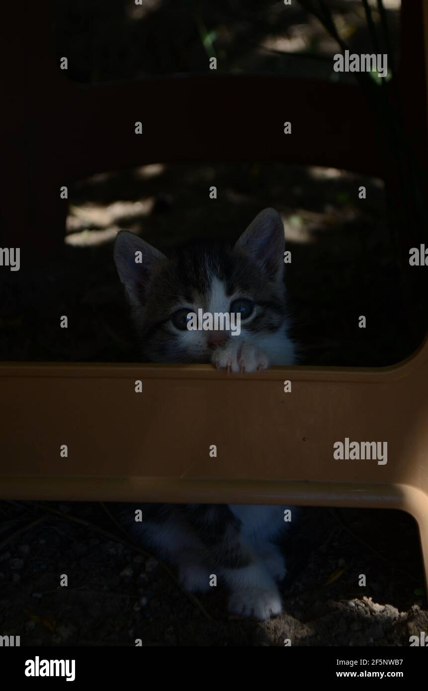 un simpatico gattino che cerca di afferrare su una plastica sedia Foto Stock