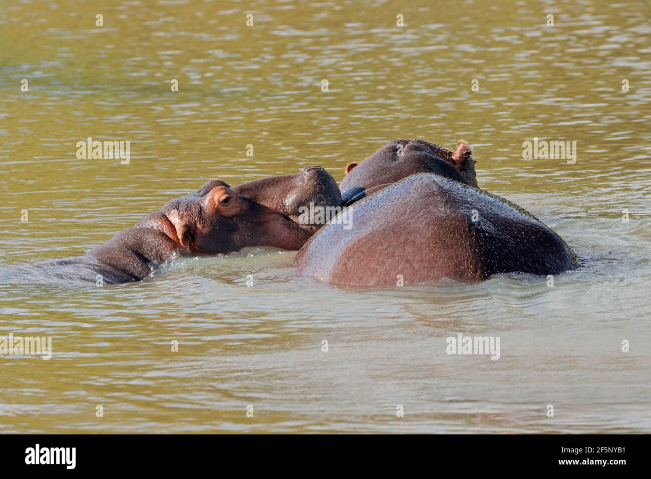 Due ippopotami (Hippopotamus anfibio) sommersi in acqua, Sudafrica Foto Stock