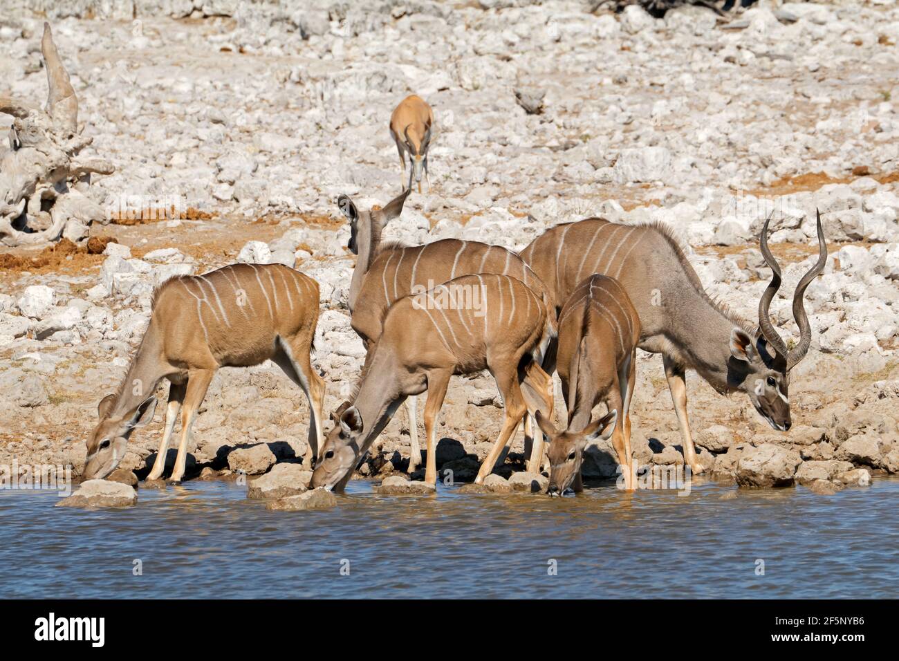 Kudu antilopi (Tragelaphus strepsiceros) a Waterhole, il Parco Nazionale di Etosha, Namibia Foto Stock