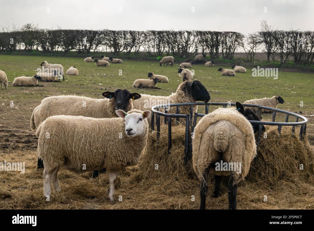 Molte pecore che mangiano formano un alimentatore di metallo su terra verde aperta. Bestiame Wolly in una fattoria che mangia fieno insieme. Foto Stock