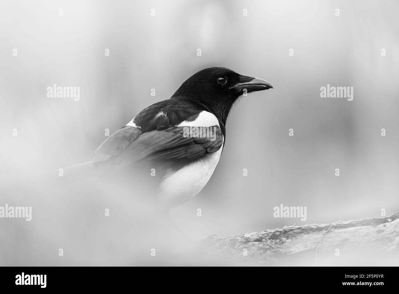 Magpie alla ricerca di cibo in giardino. Foto Stock
