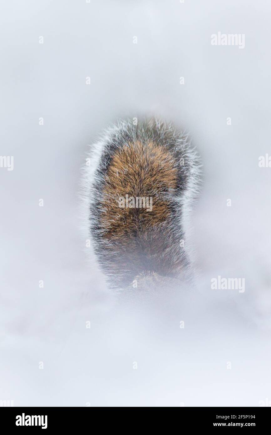 Scoiattolo grigio nella neve. Foto Stock