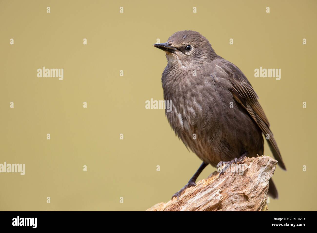 Starling giovanile appollaiato su un tronco. Foto Stock