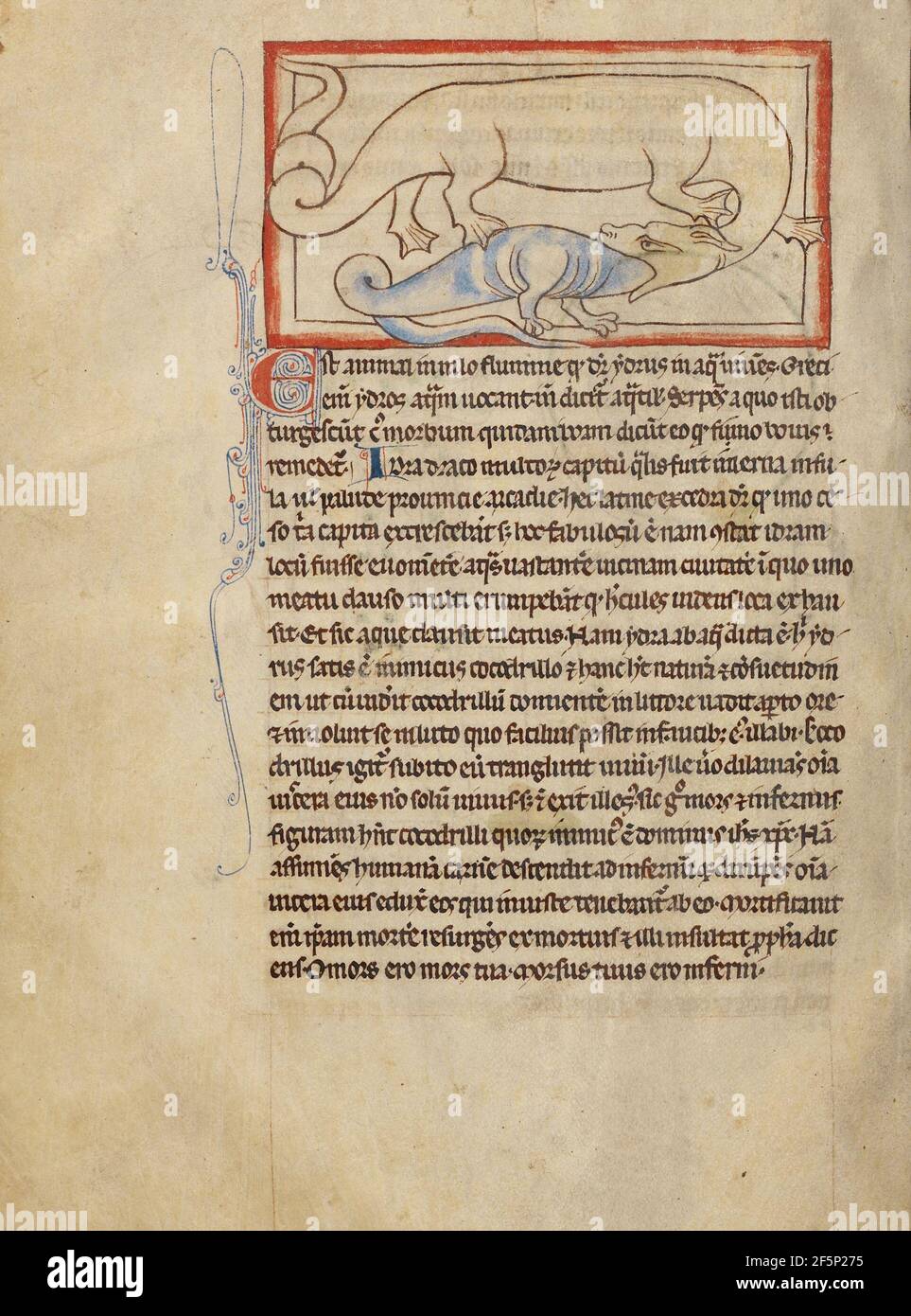 Un Hydrus. Sconosciuto Foto Stock