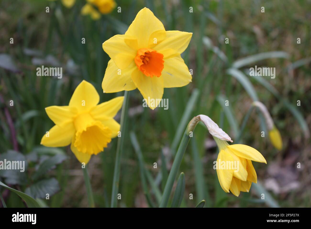 Gruppi di narcisi gialle che crescono accanto a sentieri escursionistici. Fiori primaverili che catturano il colore giallo in natura. Narcisi e il giardino primaverile, Regno Unito. Foto Stock