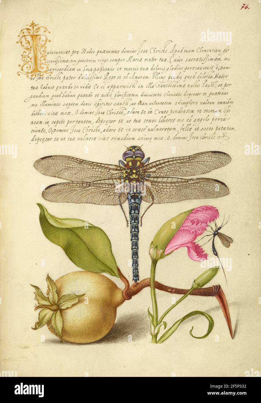 Dragonfly, Pear, Carnation e Insect. Foto Stock