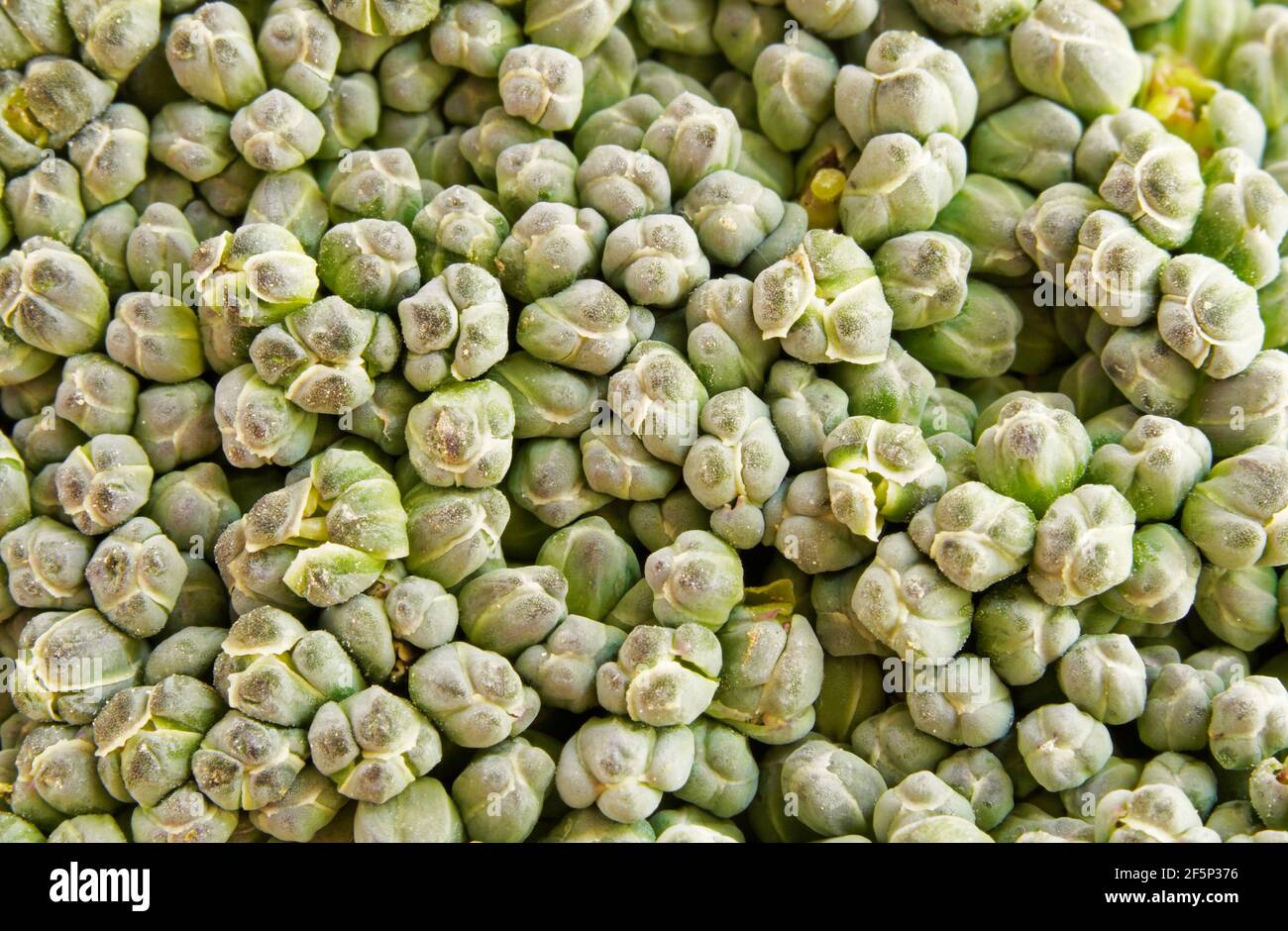 Broccoli primo piano. Verdure verdi come sfondo in macro shot. Mangiare cibo sano. Foto Stock