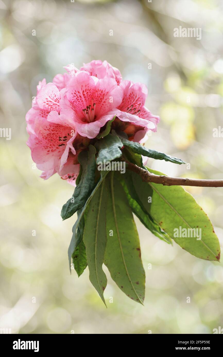 Rhododendron a Clyne gardens Foto Stock