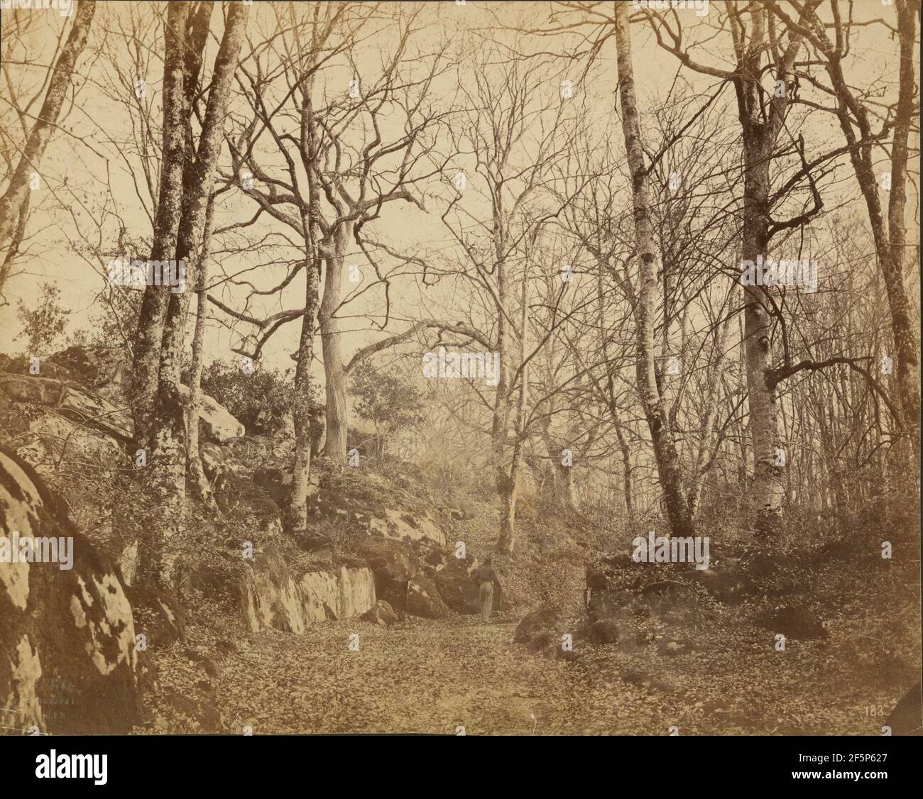 Alberi. Constant Alexandre Famin (francese, 1827 - 1888) Foto Stock