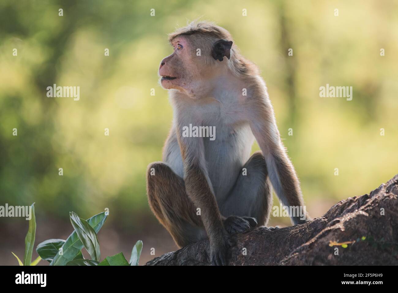 Profilo ritratto di toque macaque (Macaca sinica), scimmia del vecchio mondo su un albero nel Parco Nazionale di Udawalawe, Sri Lanka. Foto Stock