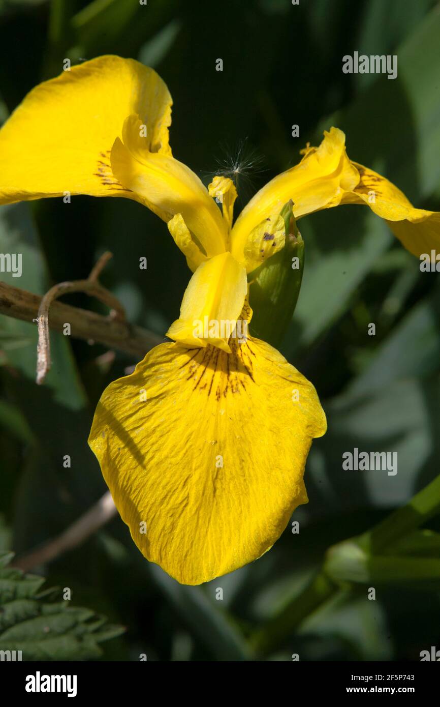 Iris pseudacorus (bandiera gialla) cresce in una palude, Alver Valley Country Park, Gosport, Hampshire, Regno Unito Foto Stock