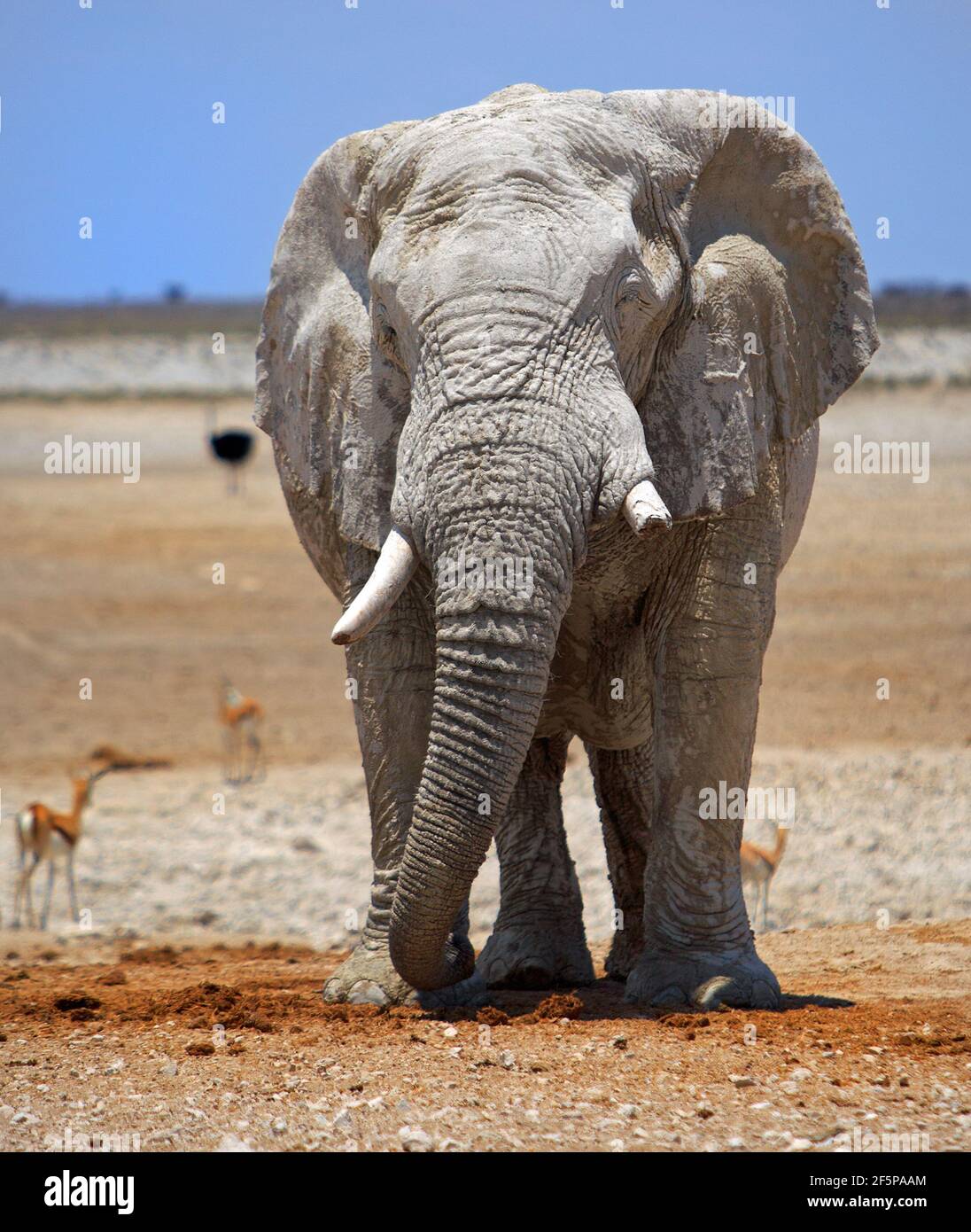 Enorme elefante africano in piedi sulla Etosha Pan rivolto verso la fotocamera con un cielo blu chiaro e sfondo desertico. Foto Stock