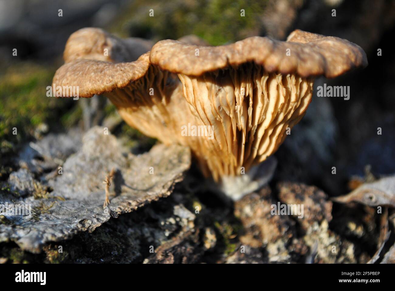 Omphalotus olearius (fungo jack-o'-lanterna) fungo che cresce su tronco di albero, primo piano dettaglio vista laterale Foto Stock