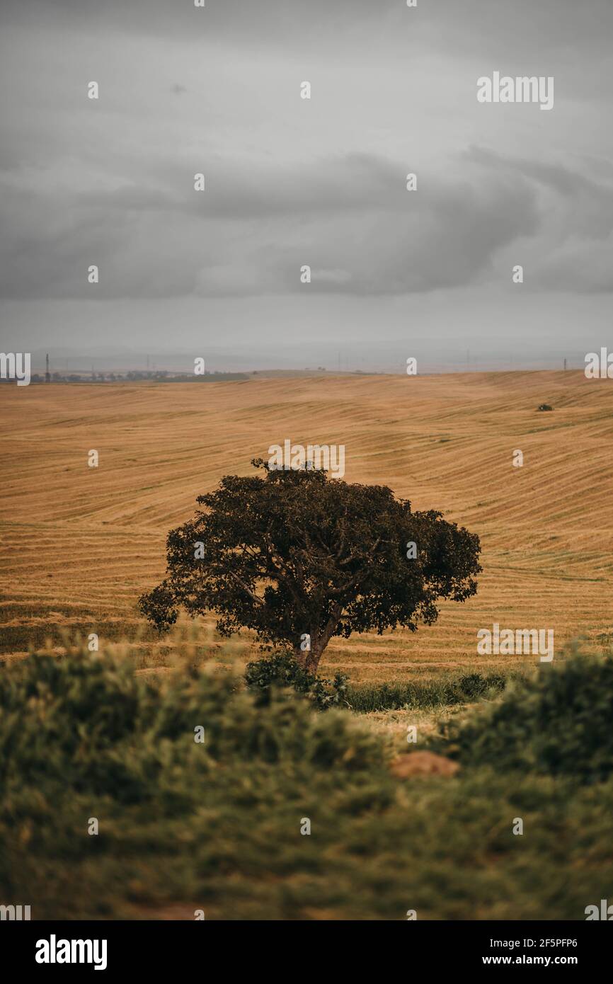 fotografia di alberi Foto Stock