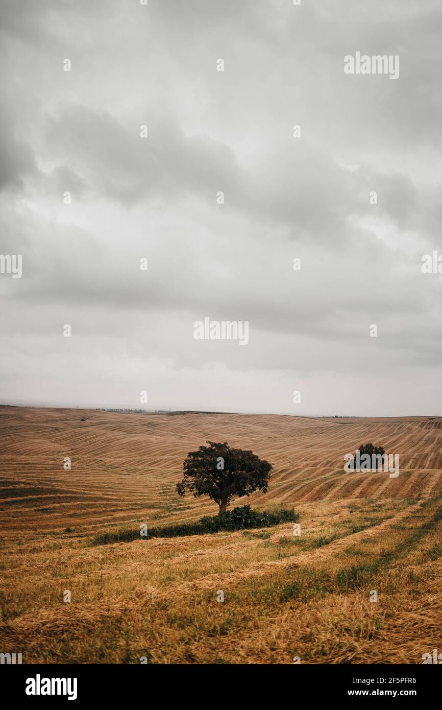 fotografia di alberi Foto Stock