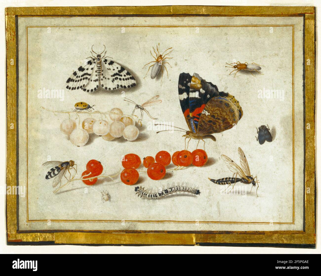 Butterfly, Caterpillar, Moth, insetti e ribes. Jan van Kessel II (Fiammingo, 1626 - 1679) Foto Stock