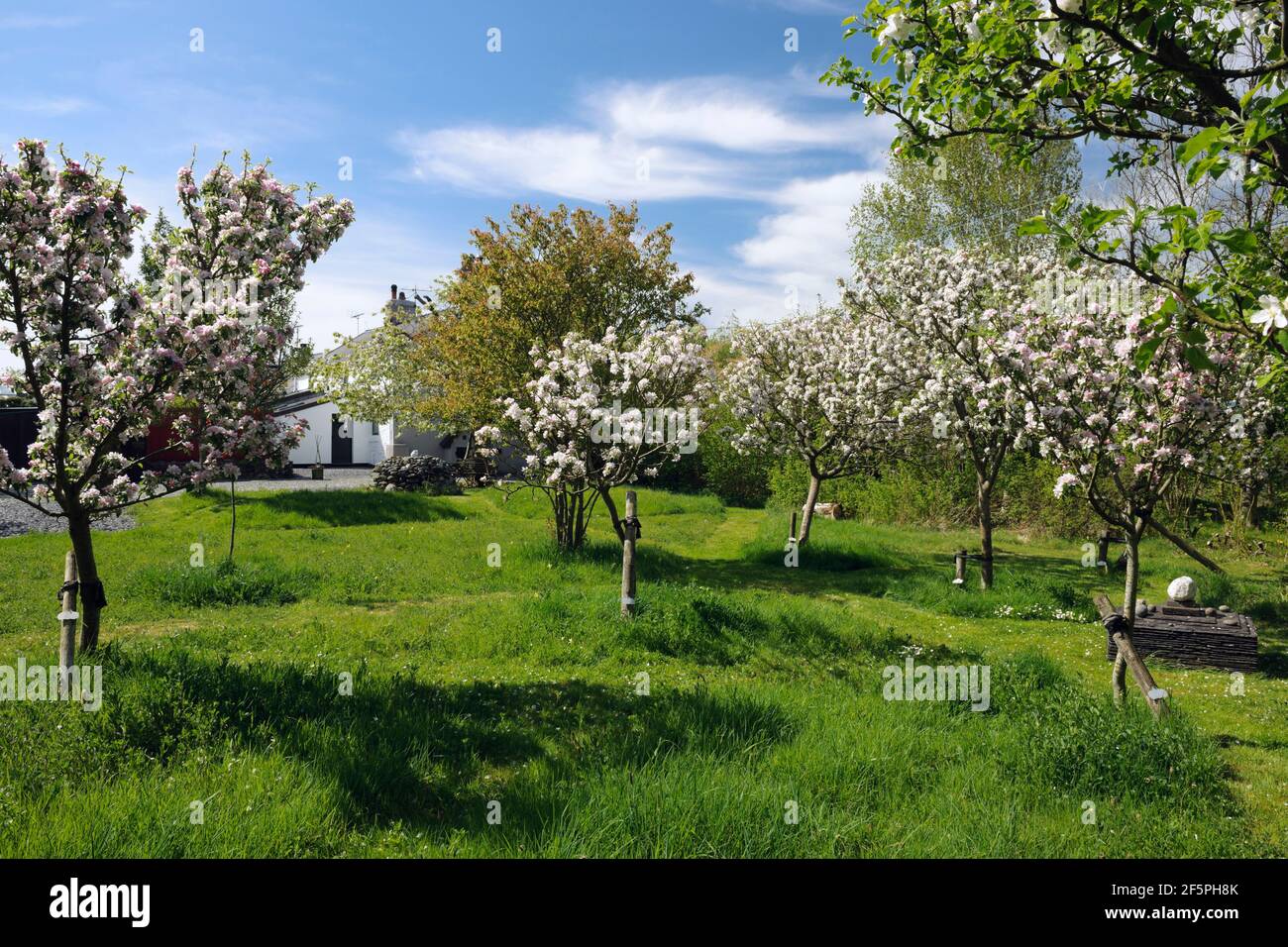Fiori di mela, frutteto da giardino, maggio, mezzo standard alberi che crescono tra l'erba di prato di fiori selvatici. Galles del Nord Foto Stock