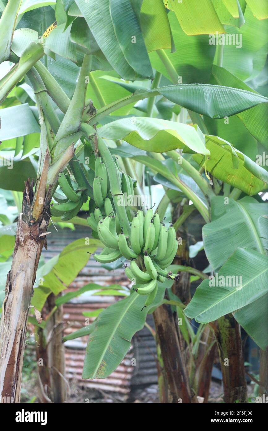 Banana albero e vegetazione sull'isola di Santa Lucia Foto Stock