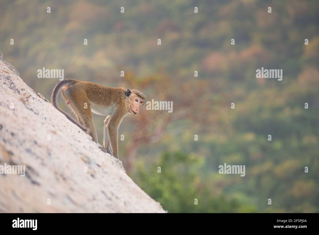 Una scimmia macaque (Macaca sinica) su un ripido pendio alla collina di Pidurangala nello Sri Lanka. Foto Stock