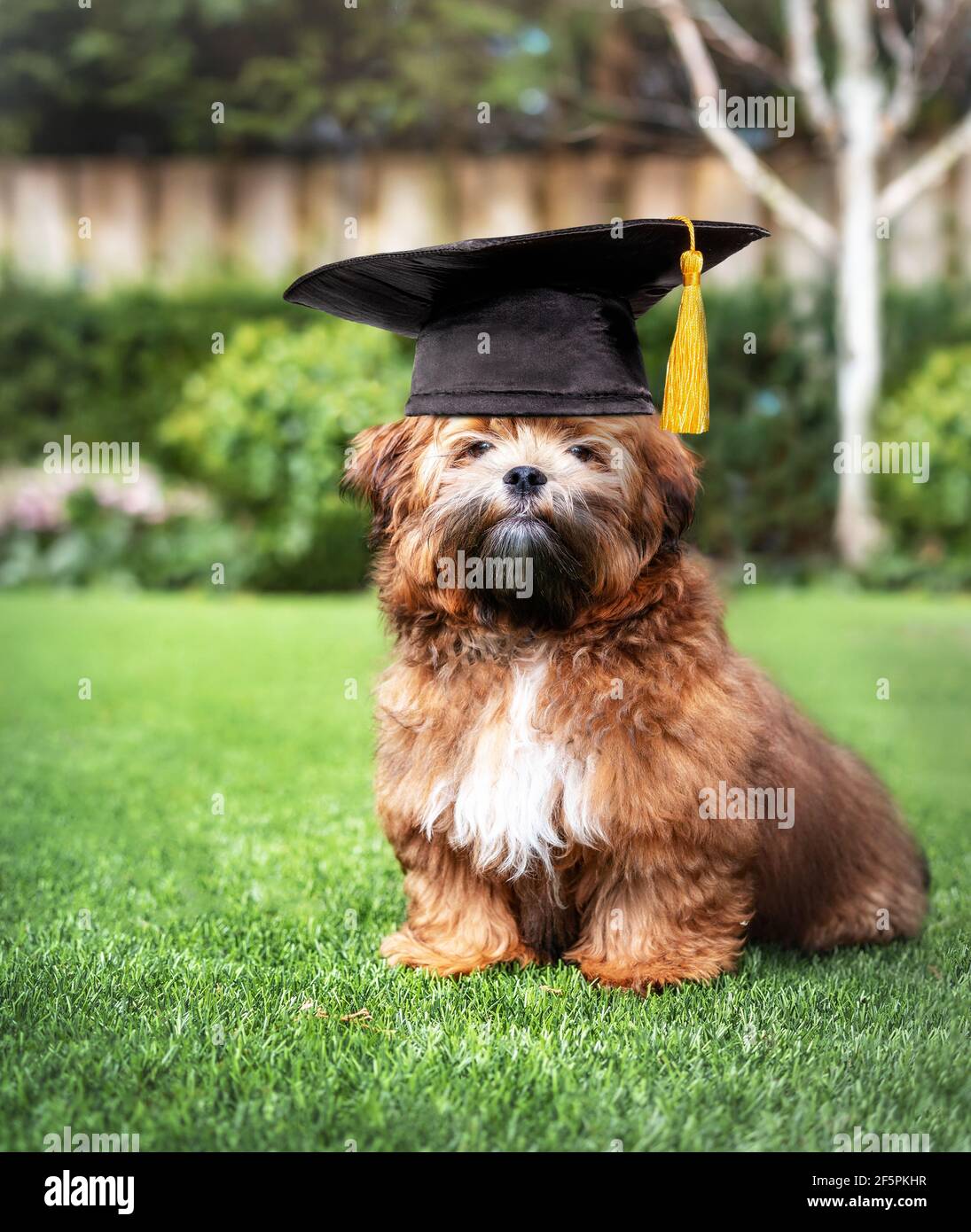 Adorabile cucciolo con cappello di laurea in cortile. Shichon o Zuchon cucciolo di orsacchiotto seduto sull'erba. Concetto divertente per la laurea, la formazione, aca Foto Stock