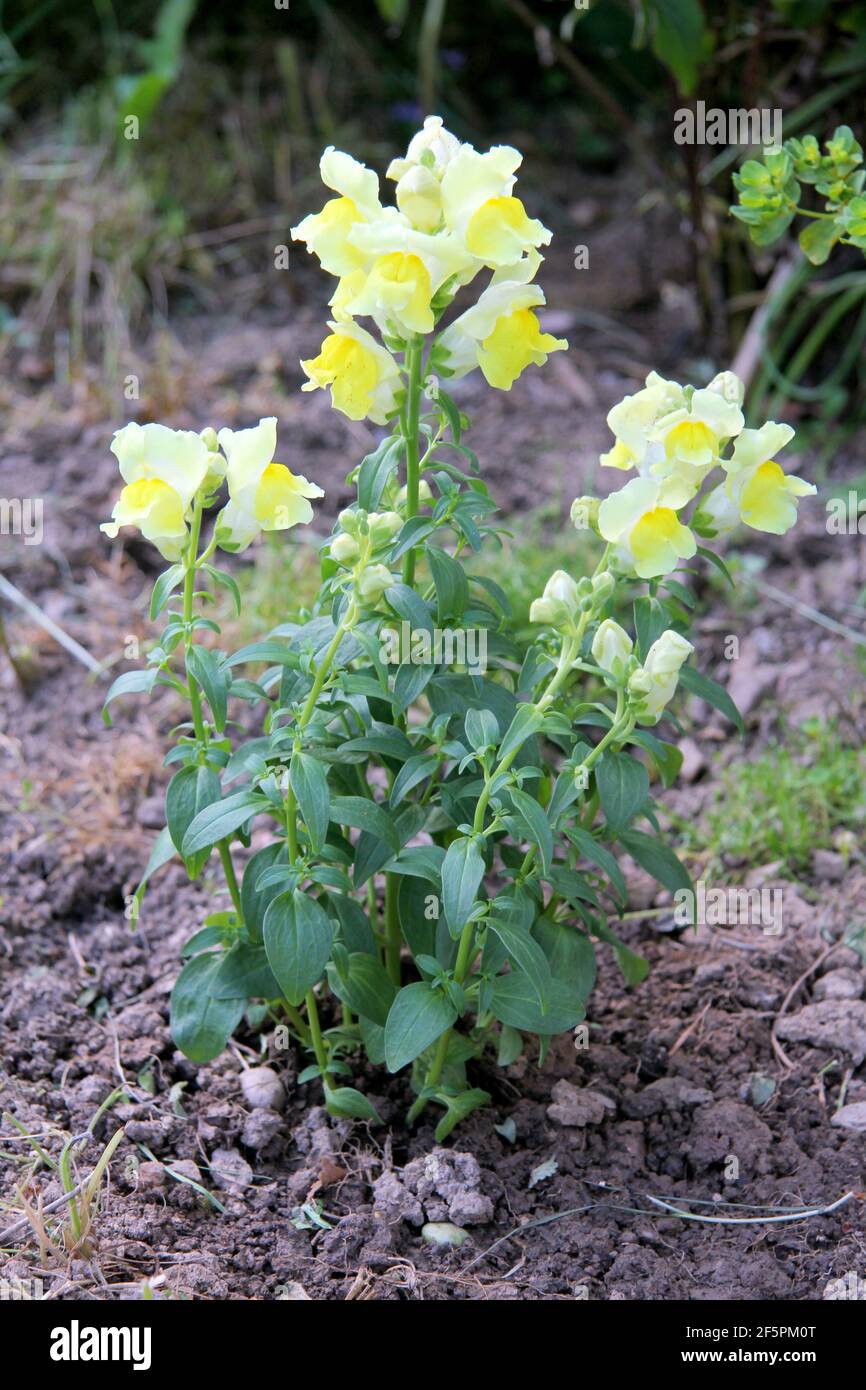 Lo snapdragon (Antirrhinum) è una pianta della famiglia Della famiglia delle piantagine (Plantaginaceae) Foto Stock