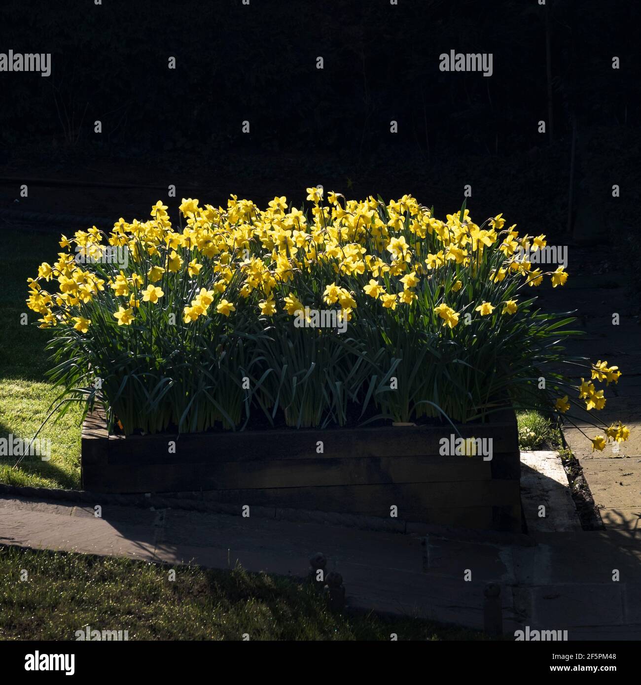 Primavera Daffodil fiori fiorire in una zona di luce solare in un giardino inglese. Foto Stock