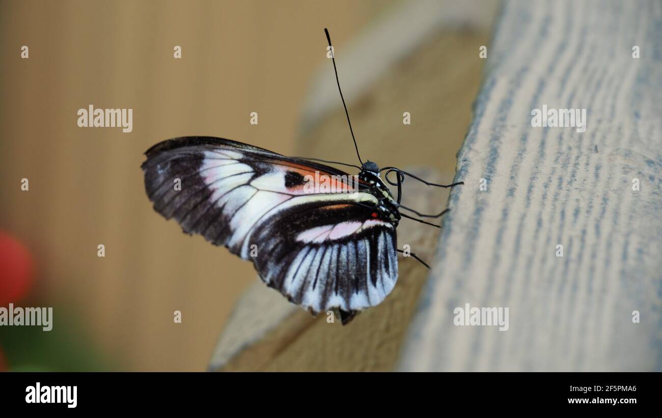 Vista laterale farfalla postuomo con ali chiuse - bianco nero e i colori rossi Foto Stock