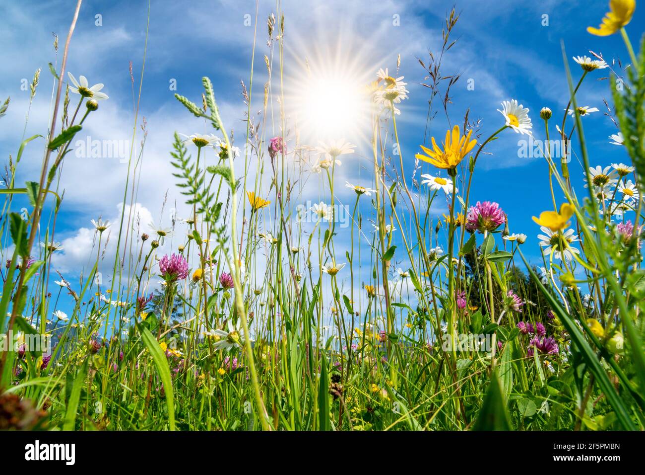 prato in primavera con fiori e sole Foto Stock