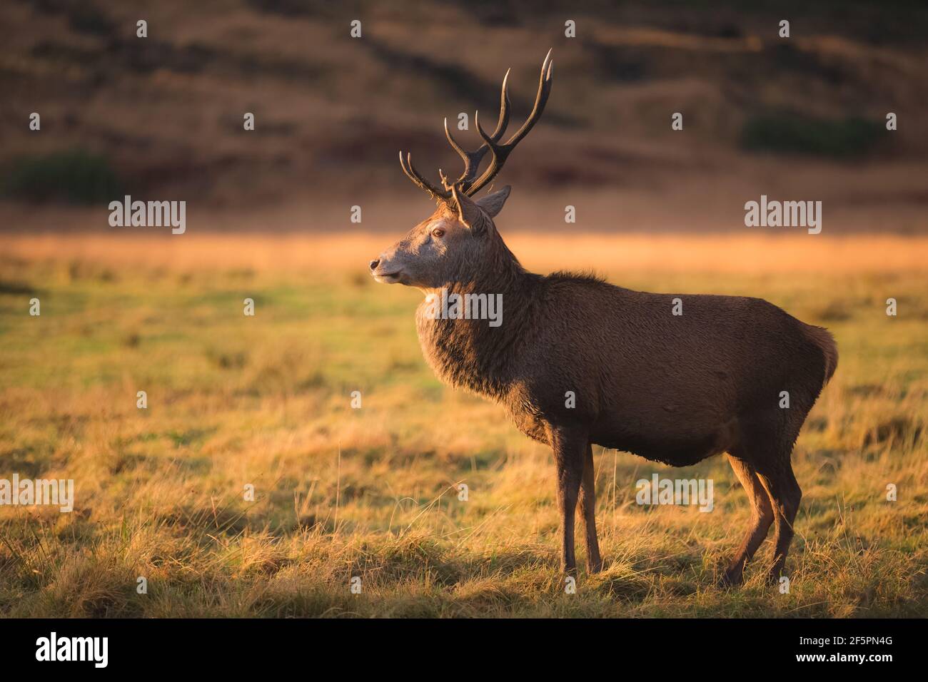 Ritratto della fauna selvatica di un cervo rosso scozzese (Cervus elaphus scoticus) che si trova nella campagna dorata di Glen Etive nelle Highlands scozzesi, Scozia. Foto Stock