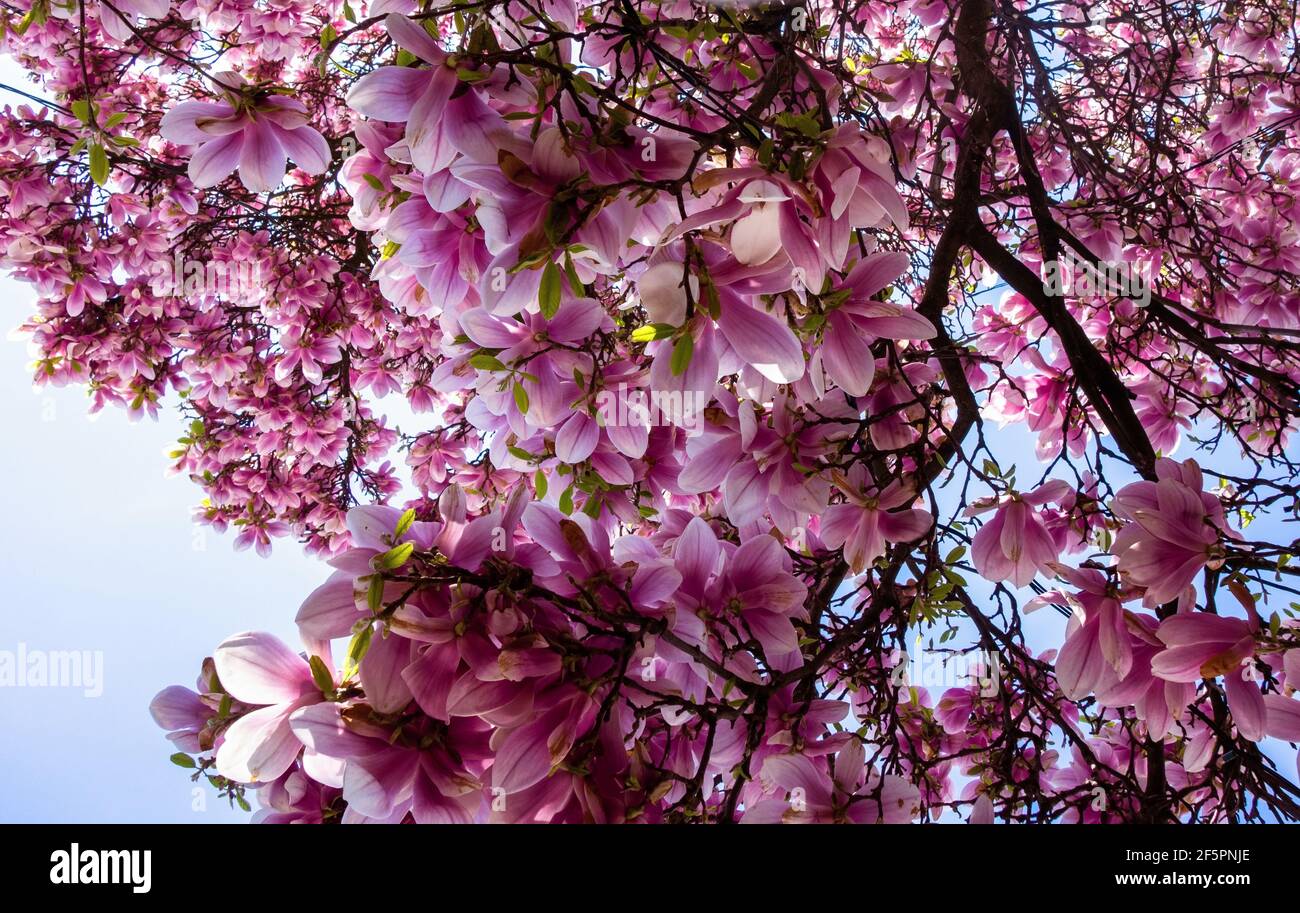 Splendido e ricco albero di magnolia rosa fiorente su sfondo blu del cielo. Foto Stock