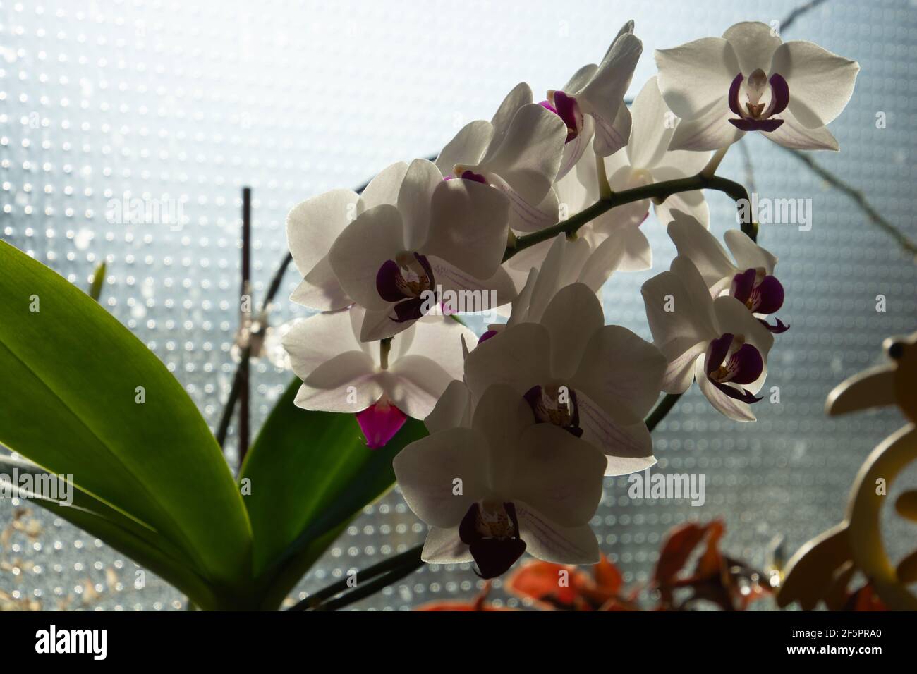 Foto a basso livello di esposizione di fiori bianchi di orchidea di Phalenopsis di fronte di una finestra strutturata Foto Stock