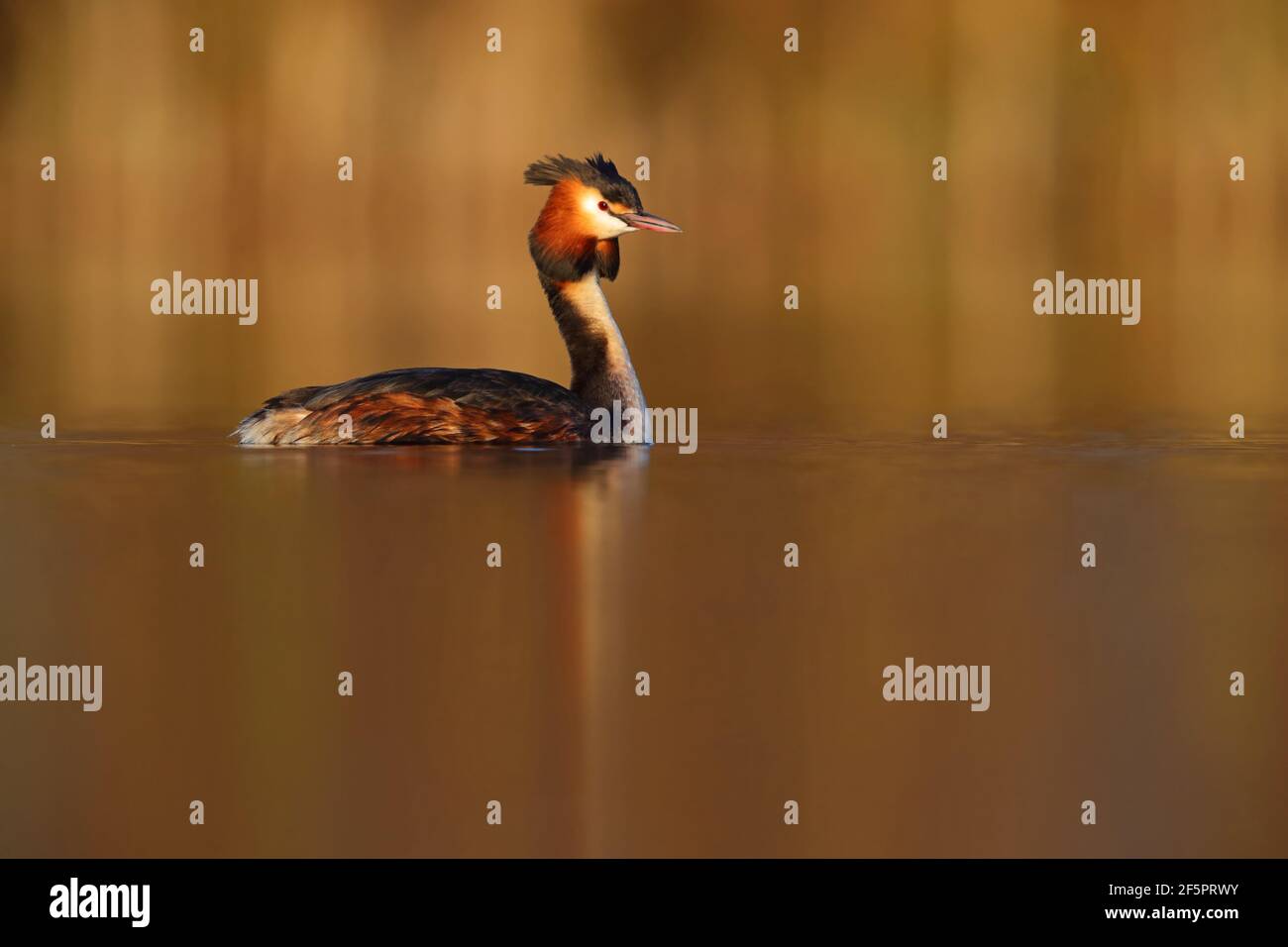 Un adulto di crumage riproduttore grande crestato Grebe (Podiceps cristatus) Su un lago in Inghilterra Foto Stock