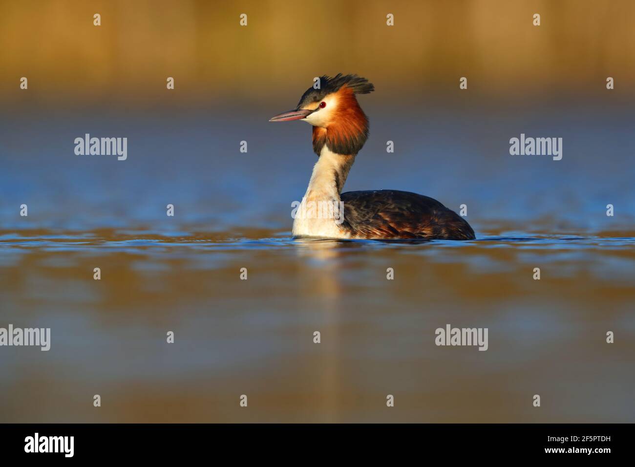 Un adulto di crumage riproduttore grande crestato Grebe (Podiceps cristatus) Su un lago in Inghilterra Foto Stock